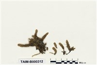 藏品(波葉擬平苔)的圖片